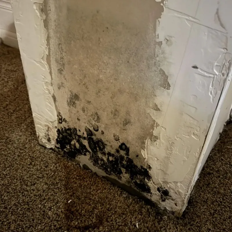 Professional Mold Removal in Jefferson, NC